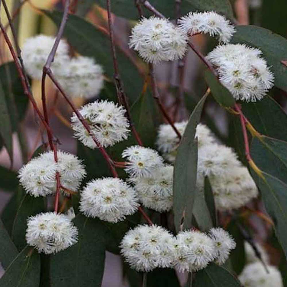 Eucalyptus Oil