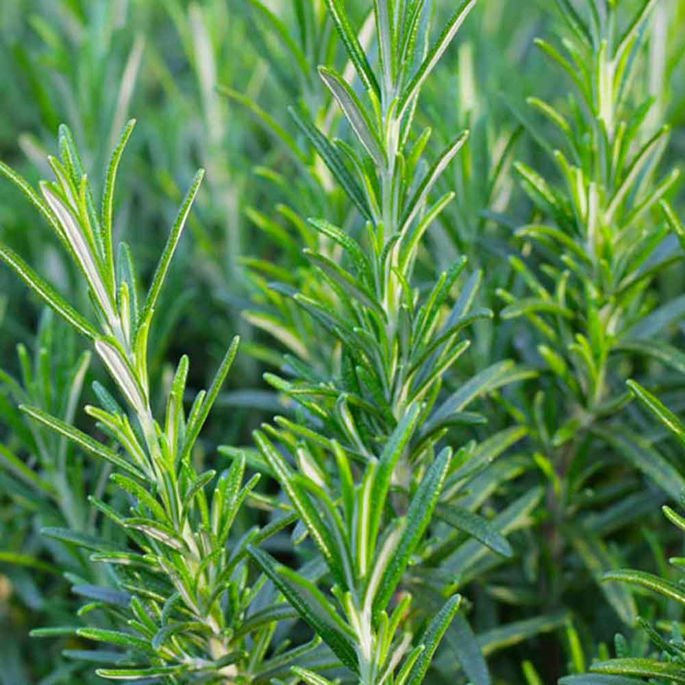 Rosemary Oil