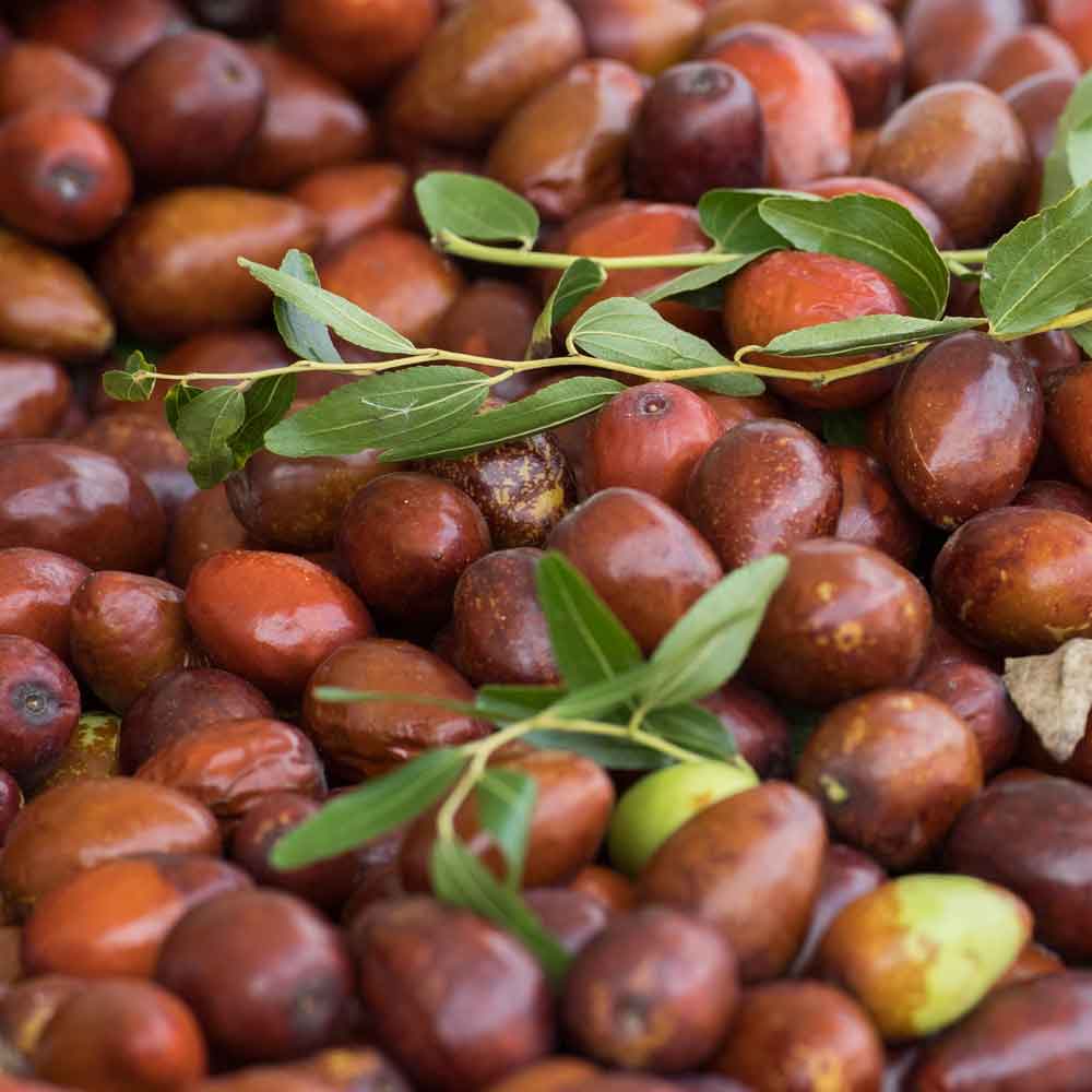 Jojoba Oil