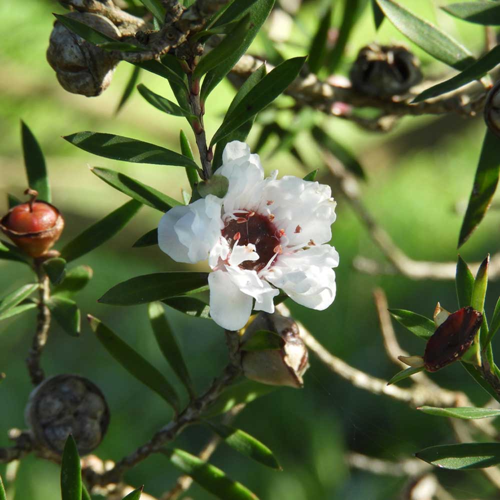 Manuka Oil