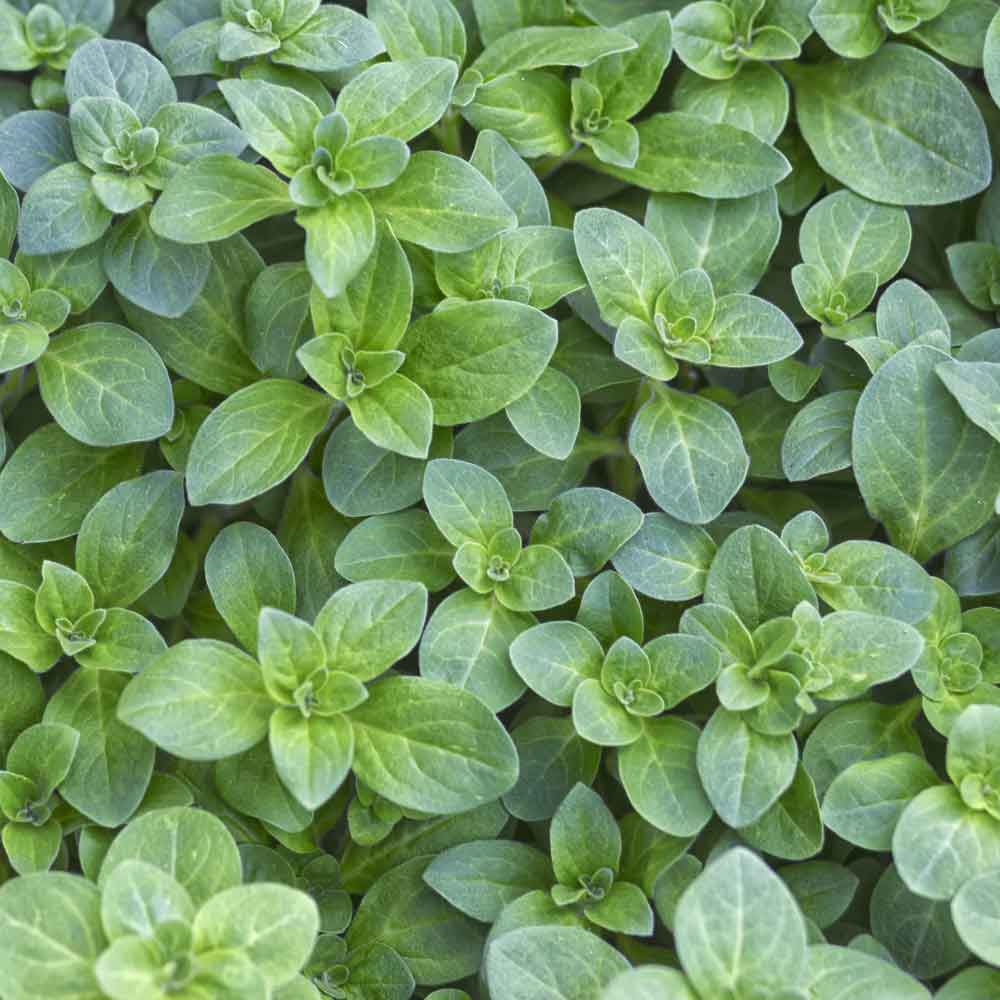 Marjoram Oil