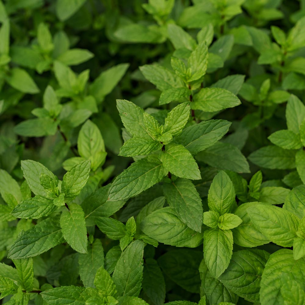 Bergamot Oil